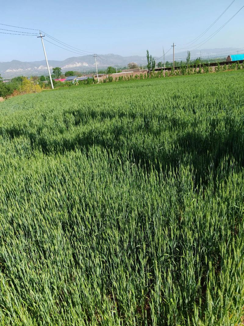 四川山地麦豆混种生态麦田