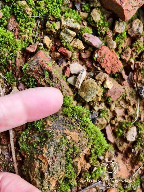 苔藓：微观世界的绿色史诗-因为所以