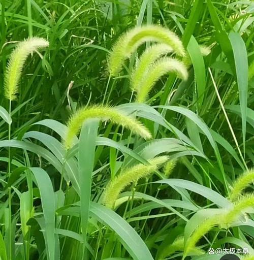 研学旅行茶博园田埂狗尾巴草