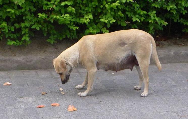 母犬发情期不同阶段外阴状态对比示意图