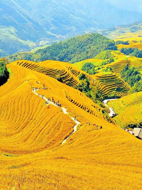 桂林龙脊梯田金坑大寨秋季金黄梯田全景