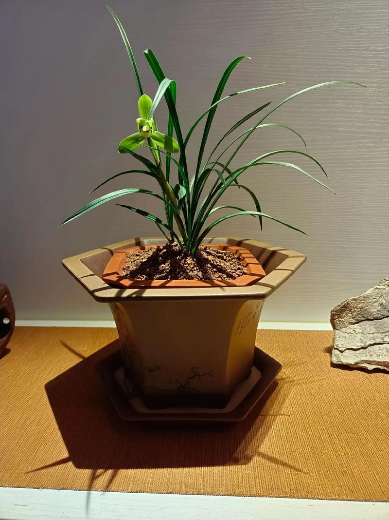 养一缸好泥,比养兰花还矫情