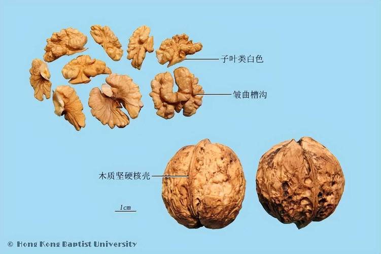 核桃仁剖面对比大脑结构的传统食疗示意图