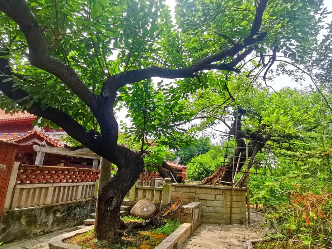 开元寺古桑树