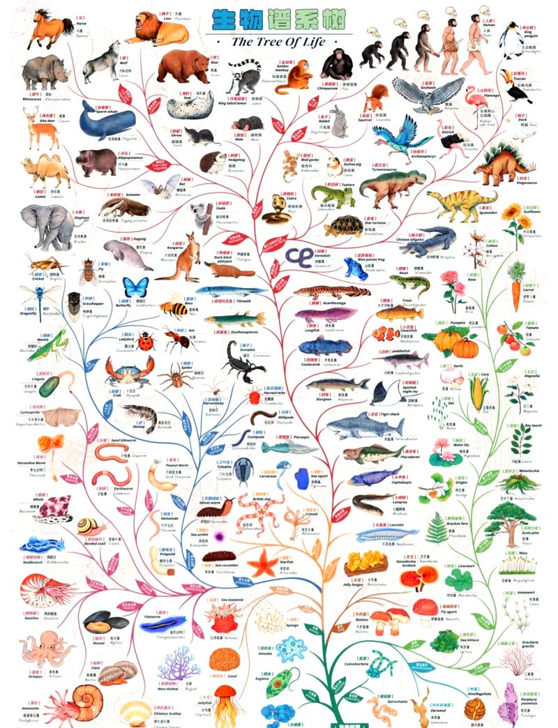 生物进化论自然选择基础原理手绘示意图