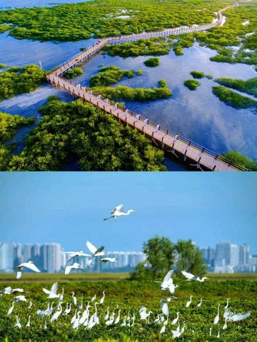 金海湾红树林:栈道航拍与绿意构图