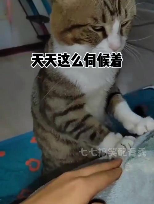 其实天天都在伺候你