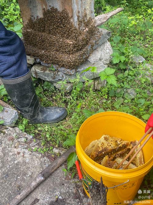 南漳本地农户手工割土蜂蜜现场