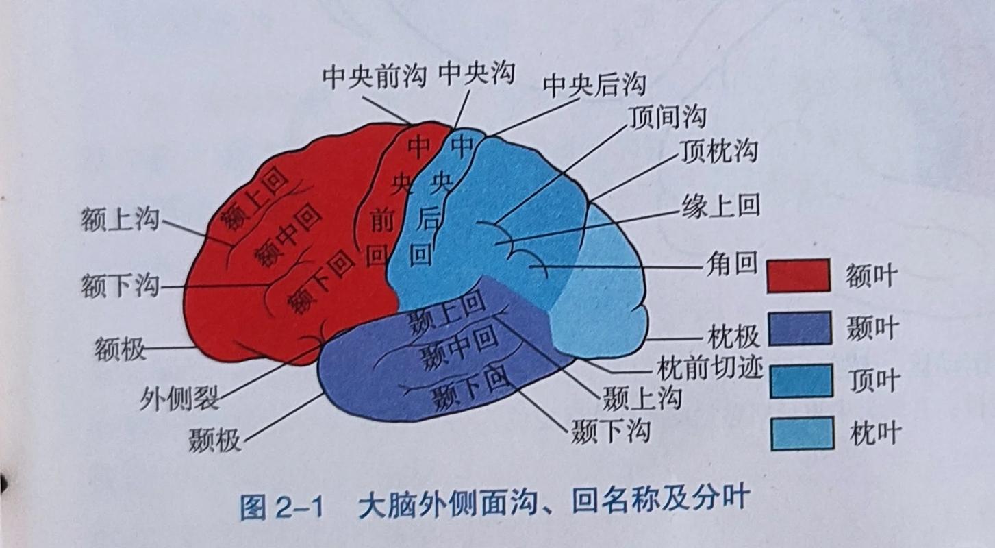 大脑前额叶与基底神经节功能对比图
