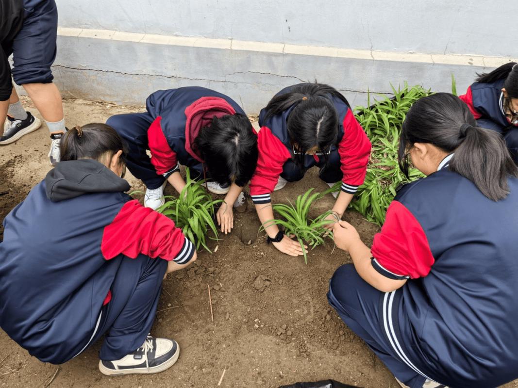 中学生在生态园进行项目式学习观察植物