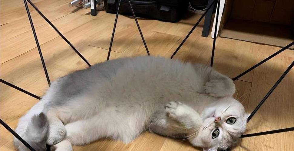 猫咪仰躺露出肚皮的信任瞬间特写