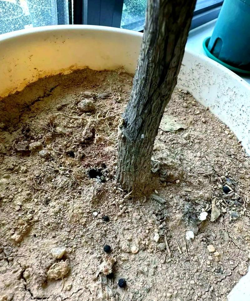 家庭阳台换盆后结块带病菌旧花土