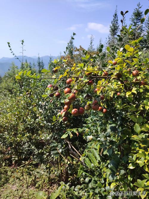 南漳周湾村茶旅民宿土坯院墙根堆放的茶果