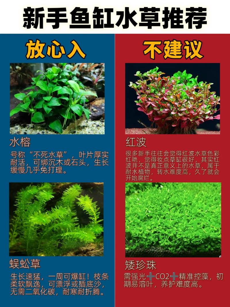 水草缸新手入门耐养品种水榕蜈蚣草对比