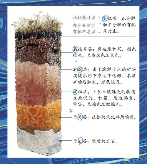 东北红松林地表松针层腐殖质剖面图