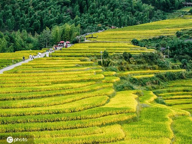南漳东巩荆山梯田官米稻田秋景