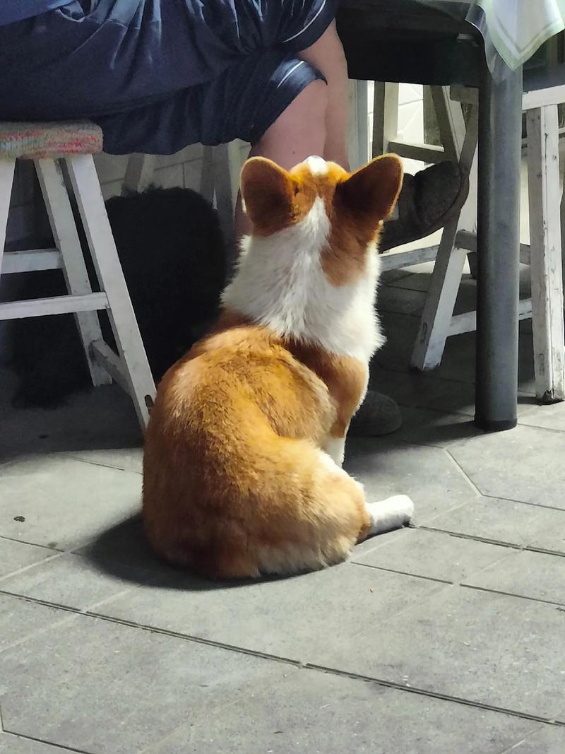 易患犬椎间盘突出的短腿柯基日常坐姿