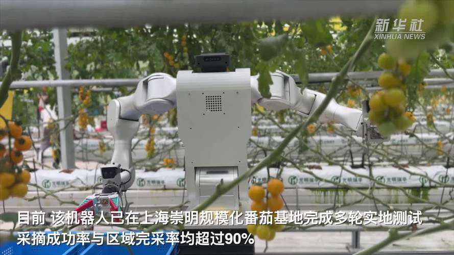 农业采摘机器人视觉识别番茄