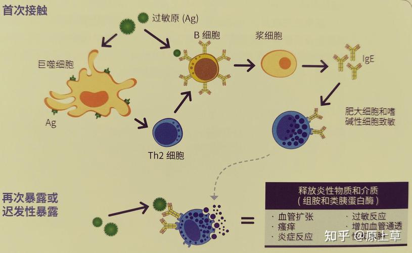 宠物过敏原沉积居家环境示意图