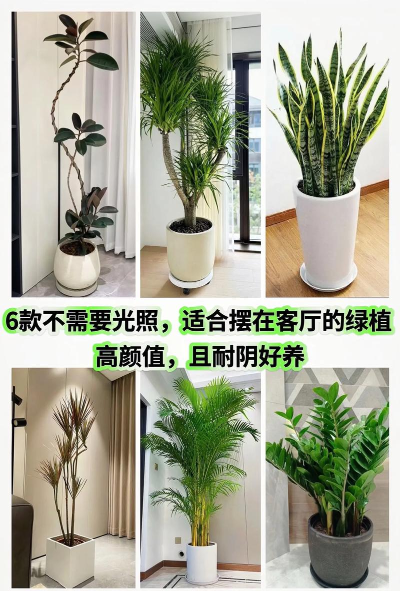 室内朝北低光环境下的耐阴绿植摆放