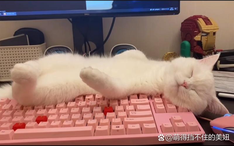 猫咪睡在键盘旁纸箱里的治愈图