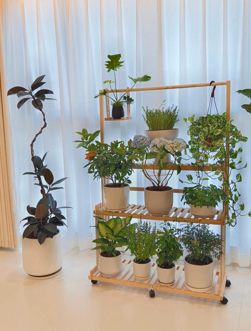 适合过敏人群的居家绿植摆放实拍