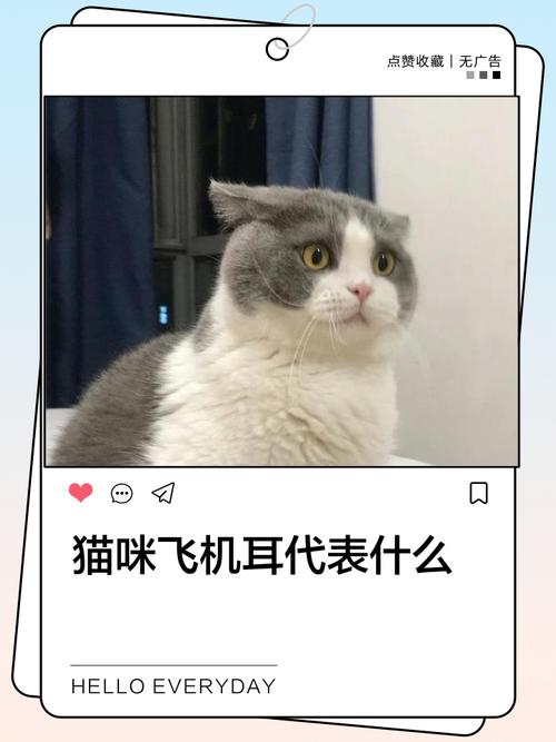 猫咪飞机耳尾巴尖快速抖动的特写