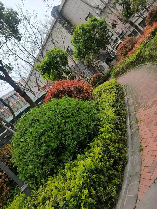南京老旧小区改造保留原生树木绿化实景
