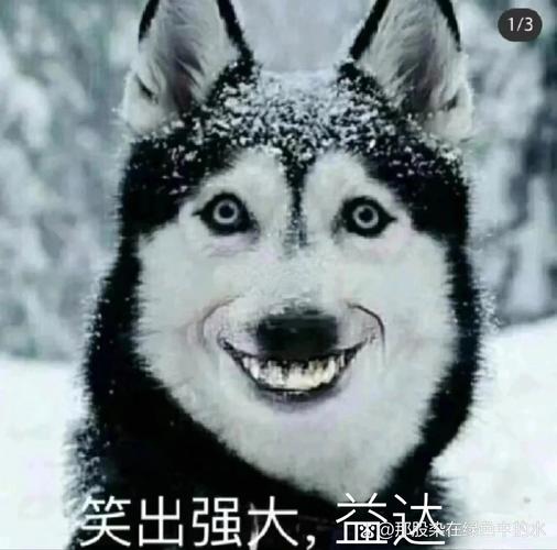二、头一回用：建图快得离谱，但我家狗吓疯了
