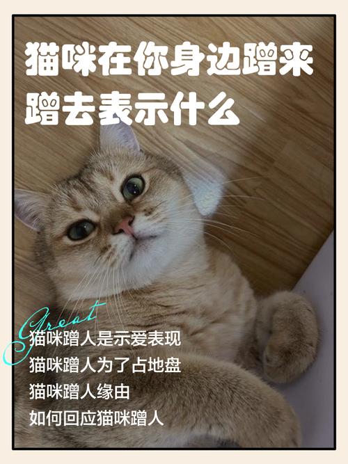 被猫蹭了,怎么回应才不辜负它的善意