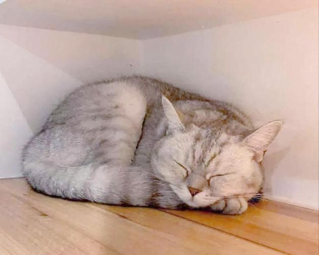 猫蜷缩在人腿上发出咕噜声的近距离特写