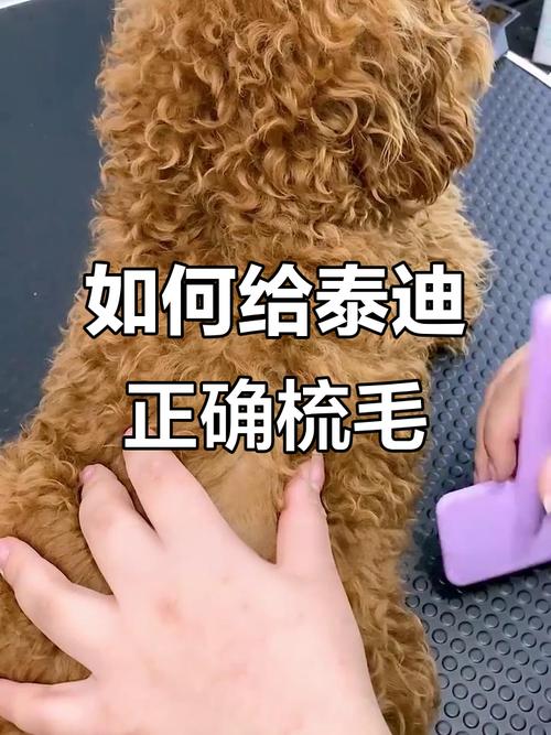 主人给贵宾犬泰迪梳理打结的卷毛