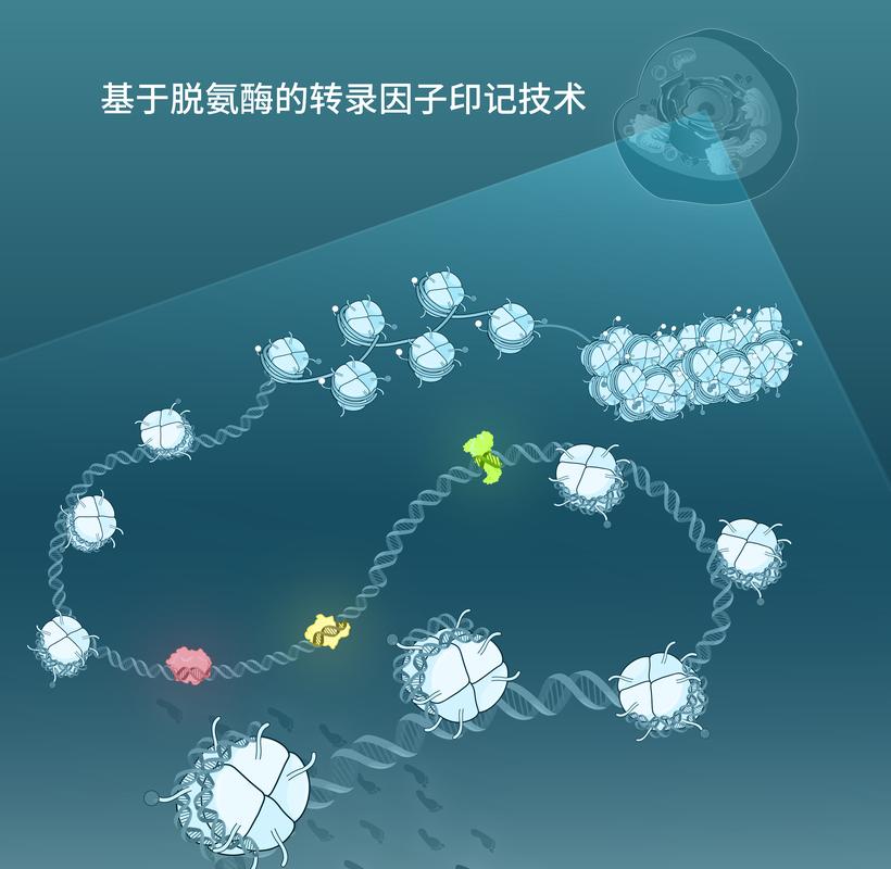 显微镜下的DNA数据存储纳米阵列