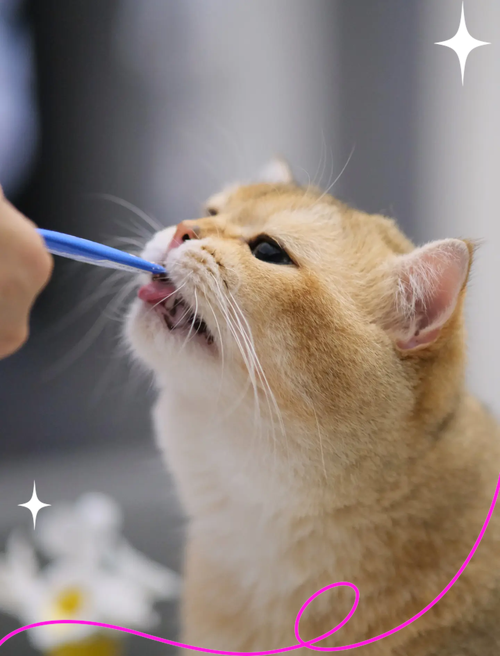 猫慢性肾病日常喂药实操场景
