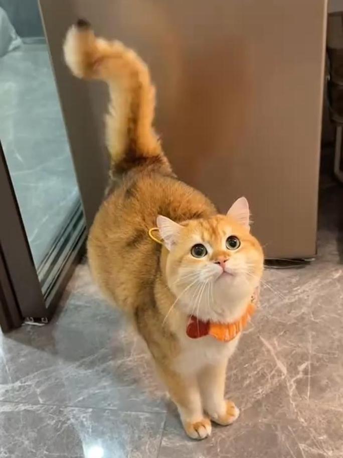 猫咪耳朵后压尾巴快速甩动的情绪状态实拍图