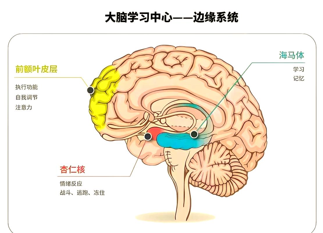 幼儿大脑杏仁核夜间记忆分拣过程示意图