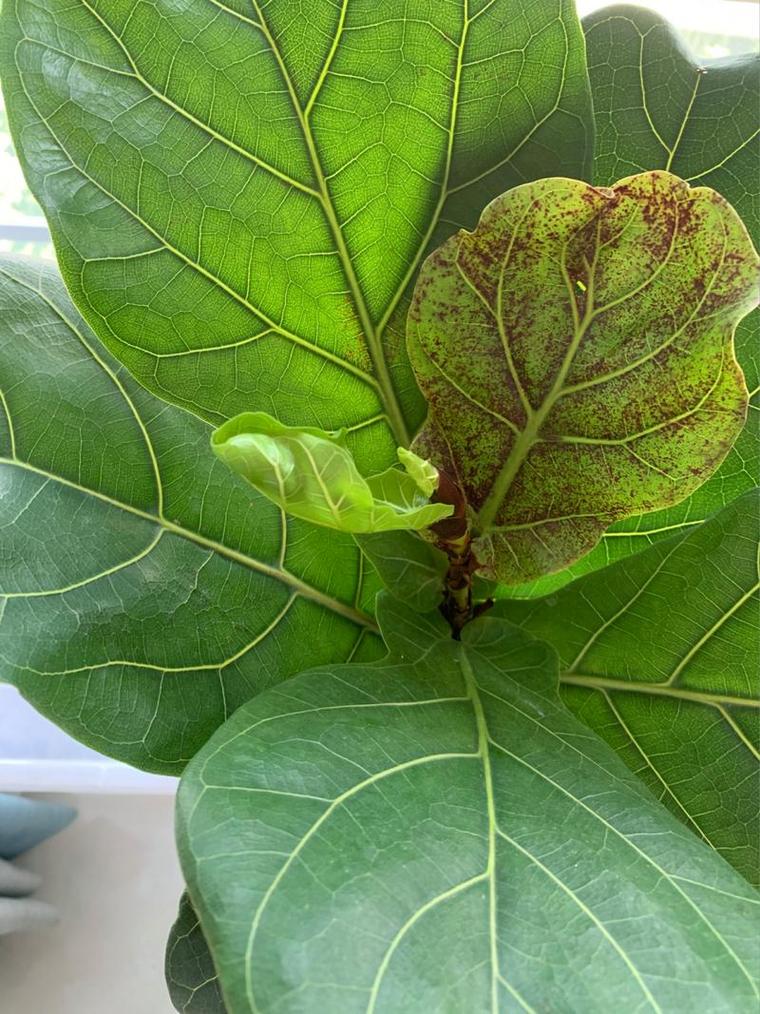 琴叶榕叶片焦边症状特写潮湿环境对比
