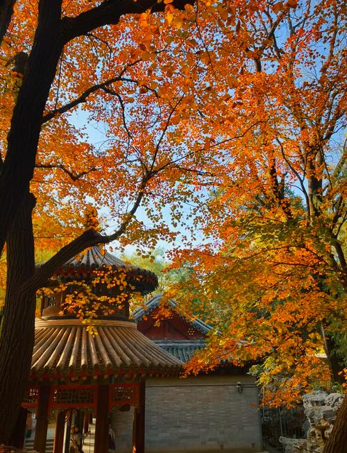 北京颐和园西宫门入口秋景