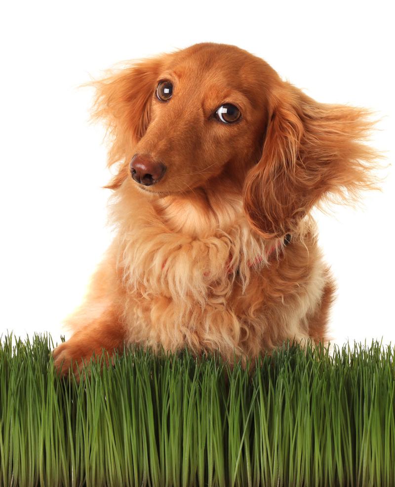 关于腊肠犬，你不知道的那些饲养真相-大讲堂