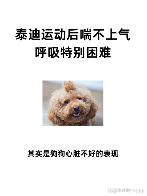 狗狗心脏病早期运动后蹲坐喘气实拍