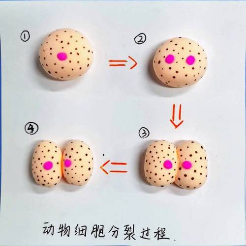 学生手工捏细胞分裂模型