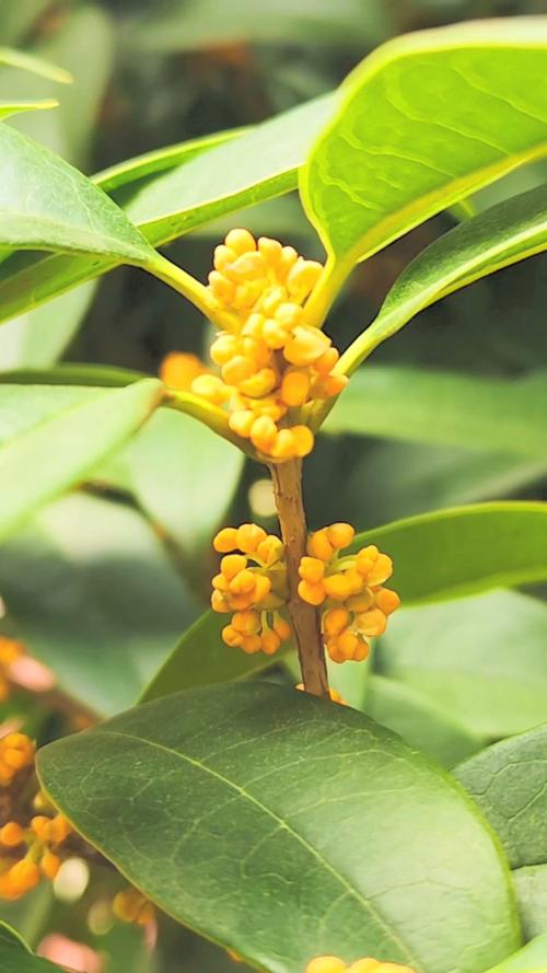 桂花：我们痴迷了2500年的香气，其实是一场精密的化学骗局-因为所以