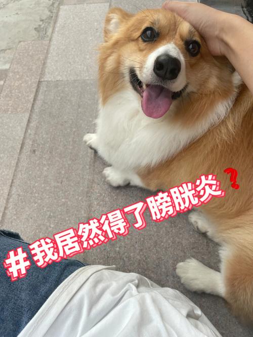 家养柯基狗狗膀胱炎蹲坐厕所实拍