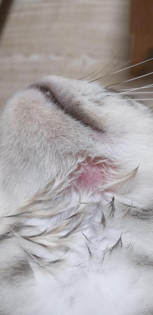 橘猫下巴因过敏挠破皮肤的实拍图
