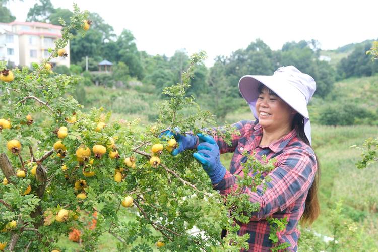 年轻村官在贵州山区与村民一起采摘刺梨