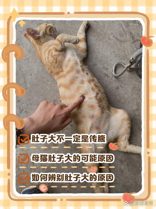 猫咪不同原因腹部肿大对比示意图