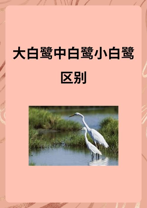小白鹭与大白鹭体型对比图