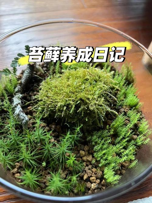 想养一盆苔藓吗?我失败的经验你一定要听听