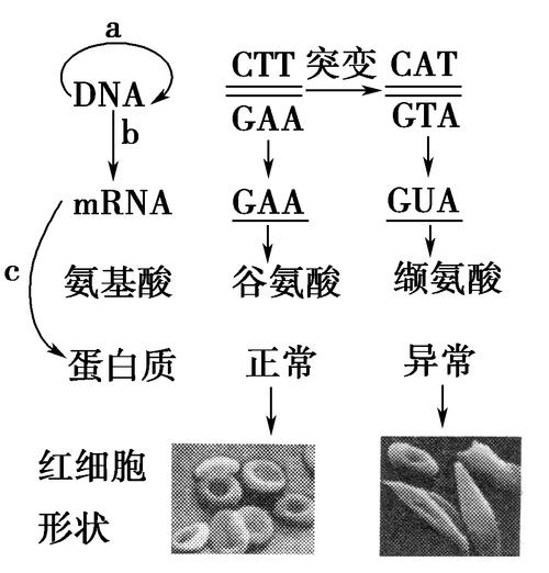 镰刀型细胞贫血症基因突变图解