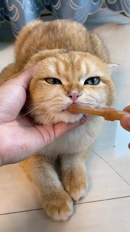 家养猫咪指套刷牙正确姿势实拍
